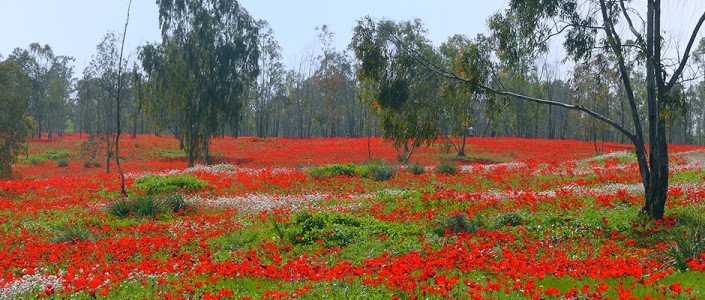 شقائق  النعمان  أو  الحنّون مفيدة  في  تخفيف  الآلام  وعلاج  السعال