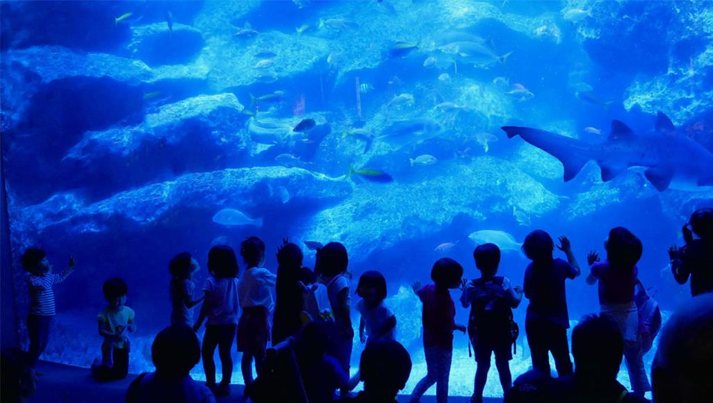 حوض مائي ياباني يدعو العامة إلى التحدث مع أسماكه عبر الفيديو خمسة أجهزة لوحية ستوضع قبالة الحوض المائي لأسماك الإنقليس لبث الفيديوهات أمامها (مواقع التواصل الاجتماعي-أرشيف)