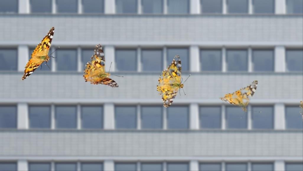 لأسباب غير معروفة.. انخفاض كبير في أعداد الحشرات عالميا العدد العالمي للحشرات الأرضية في انخفاض مستمر (يوريك ألرت)