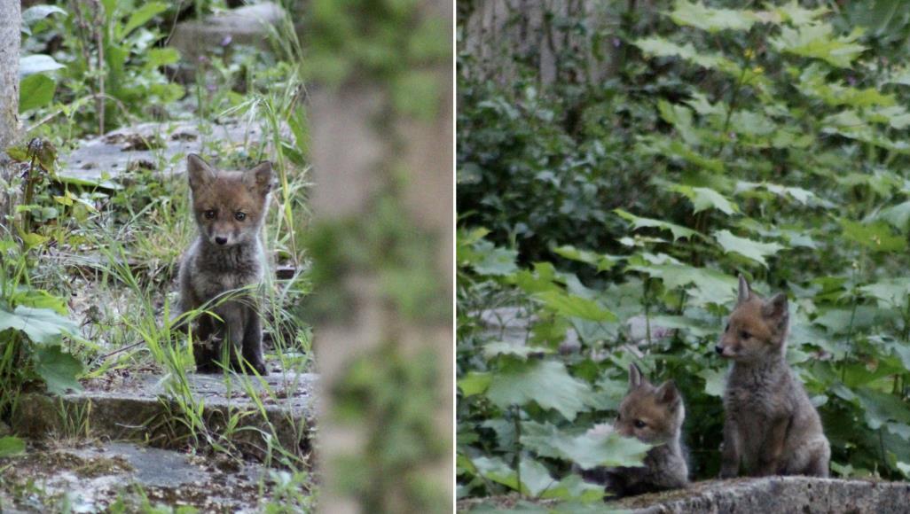 ثعالب في ضيافة الفلاسفة والمفكرين.. كورونا فتح لها أشهر مقبرة في باريس ثعالب تنعم بالهدوء في مقبرة بير-لاشيز المغلقة حاليا في وجه السياح (مواقع التواصل)