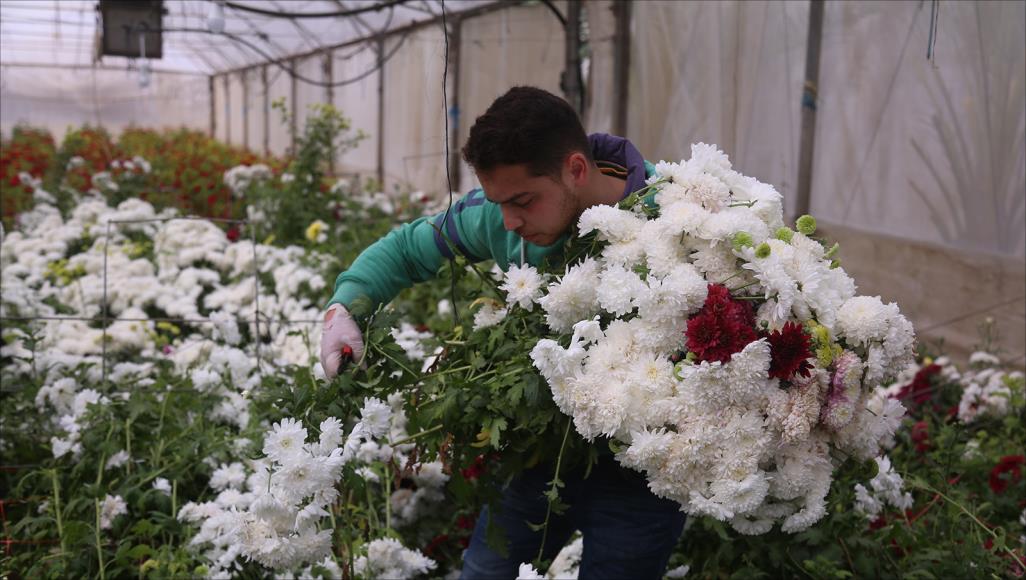 مع حلول فصل الربيع.. كورونا تلقي بزهور غزة طعاما للمواشي المزارع لباد حجازي يأمل أن تنتهي أزمة كورونا وينتعش السوق المحلي لتعويض الخسائر (الجزيرة)