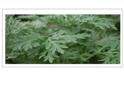 الشيح : خيار طبيعي لعلاج سرطان الرئة