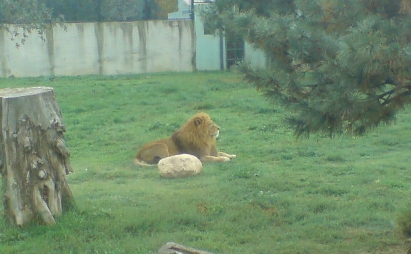 bursa-zoo-osman-gazi-825x510-2 bursa zoo osman gazi/bursa