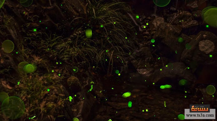 d8a7d984d8add8b4d8b1d8a7d8aa-d8a7d984d985d8b6d98ad8a6d8a9-d8a7d984d8afd98ad8afd8a7d986-d8a7d984d8a3d8b1d8b6d98ad8a9-d8a7d984d985d8b6d98ad8a6d8a9 الحشرات المضيئة الديدان الأرضية المضيئة