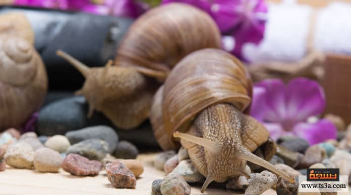 d8a7d984d8add8b4d8b1d8a7d8aa-d8a7d984d985d8b6d98ad8a6d8a9-d8a7d984d982d988d8a7d982d8b9-d8a7d984d8add984d8b2d988d986-d8a7d984d985d8b6d98ad8a6d8a9 الحشرات المضيئة القواقع (الحلزون) المضيئة