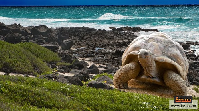 d8a7d984d8add98ad988d8a7d986d8a7d8aa-d8a7d984d8a8d8b1d985d8a7d8a6d98ad8a9-d8a8d8b1d985d8a7d8a6d98ad8a7d8aa-d8b9d984d989-d988d8b4d983-d8a7d984d8a7d986d982d8b1d8a7d8b6 الحيوانات البرمائية برمائيات على وشك الانقراض