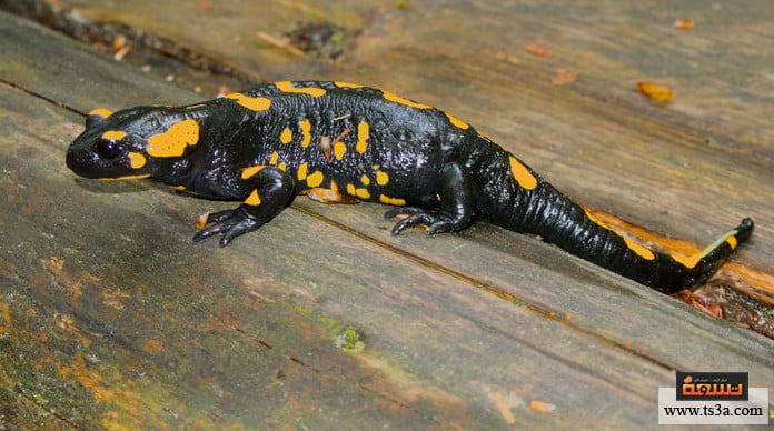 d8a7d984d8add98ad988d8a7d986d8a7d8aa-d8a7d984d8a8d8b1d985d8a7d8a6d98ad8a9-d8aed8b5d8a7d8a6d8b5-d8a7d984d8a8d8b1d985d8a7d8a6d98ad8a7d8aa الحيوانات البرمائية خصائص البرمائيات