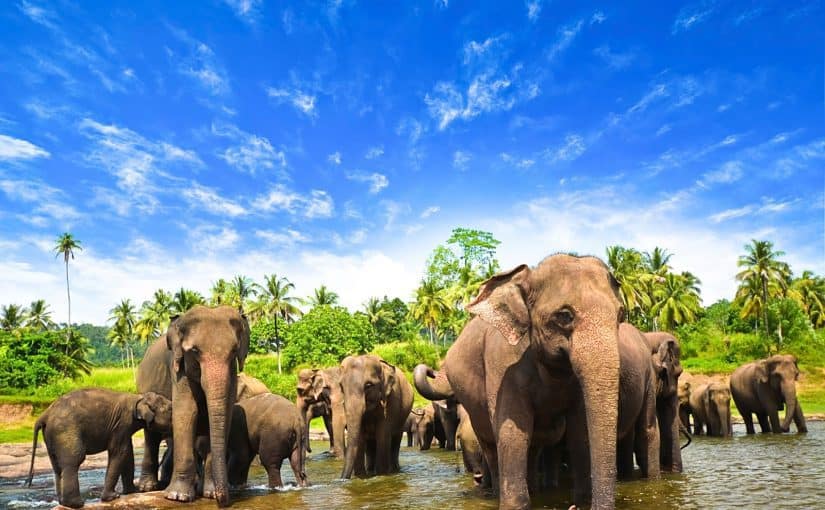 d8a7d984d8b3d98ad8a7d8add8a9-d981d98a-d8b3d8b1d98ad984d8a7d986d983d8a7-825x510-3 السياحة في سريلانكا