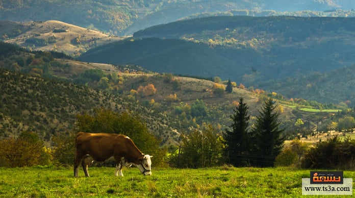 d8a7d984d8b3d98ad8a7d8add8a9-d981d98a-d8b5d8b1d8a8d98ad8a7-d8a3d981d8b6d984-d8a7d984d985d8b7d8a7d8b9d985-d8a7d984d8aad98a-d98ad985d983d986d983-d8b2d98ad8a7d8b1d8aad987d8a7-d981d98a-d8b5d8b1d8a8d98ad8a السياحة في صربيا أفضل المطاعم التي يمكنك زيارتها في صربيا