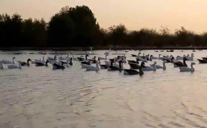 بحيرات سيح السلم