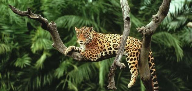 حجنجحنجحنح