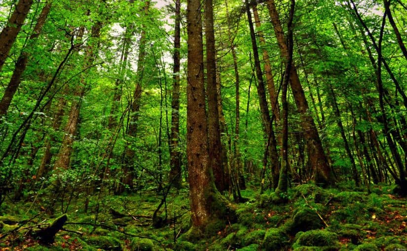 d8bad8a7d8a8d8a7d8aa-d987d988d98ad8a7-d8a8d8a7d983d98ad988-825x510-2 غابات هويا باكيو