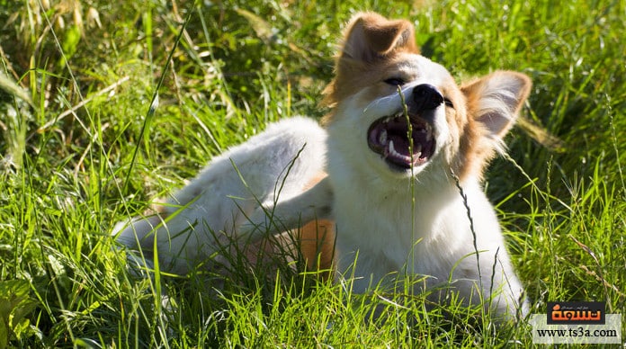 d985d8b1d8b6-d8a7d984d8acd8b1d8a8-d985d8b1d8b6-d8a7d984d8acd8b1d8a8-d8a3d8b3d8a8d8a7d8a8d987-d988d8b9d984d8a7d8acd987 مرض الجرب مرض الجرب أسبابه وعلاجه