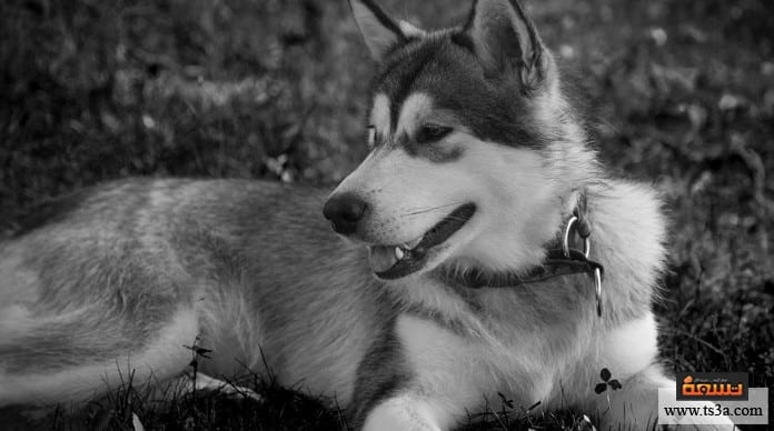 d985d8b1d8b6-d8a7d984d8acd8b1d8a8-d985d8b1d8b6-d8a7d984d8acd8b1d8a8-d988d8a7d984d988d982d8a7d98ad8a9-d985d986d987 مرض الجرب مرض الجرب والوقاية منه