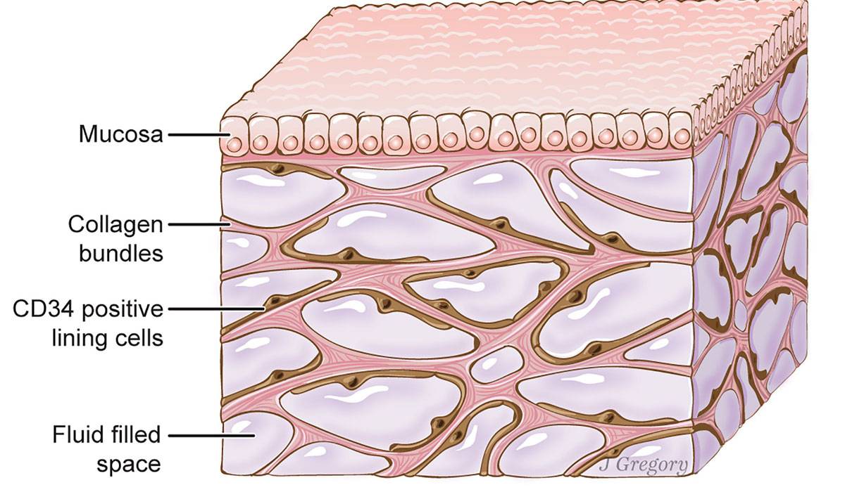 جسم الانسان