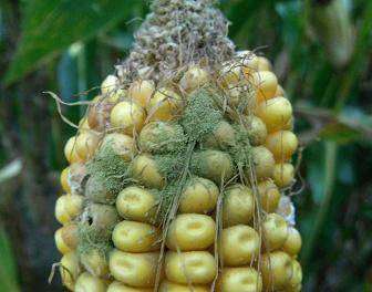 الأفلاتوكسين