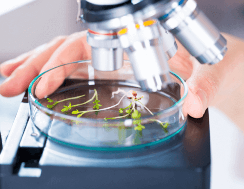 d986d8a8d8a7d8aad8a7d8aa-d8aad8add8aa-d8a7d984d985d8acd987d8b1 التداوي بالأعشاب