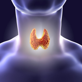 ما هي الغدة الدرقية؟