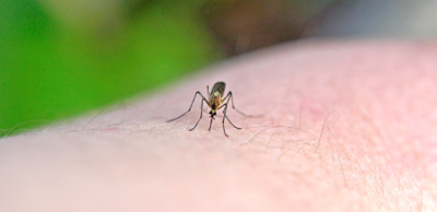 5f165212e2fcbcd68f8b65f48f3001f6-1 هل ينتقل فيروس كورونا عن طريق البعوض