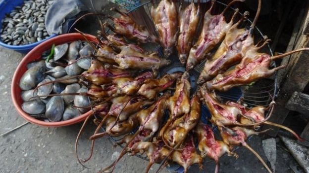 112977765_1 فئران معدة للطعام