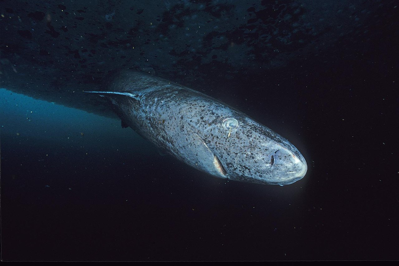 1280px-greenland_shark_profile قرش غرينلاند - Wikiwand
