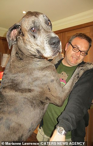 29340824-0-image-m-23_1591572395628 Freddy is world's tallest dog in the Guinness World Records, being officially measured at 1.035 metres tall to his back