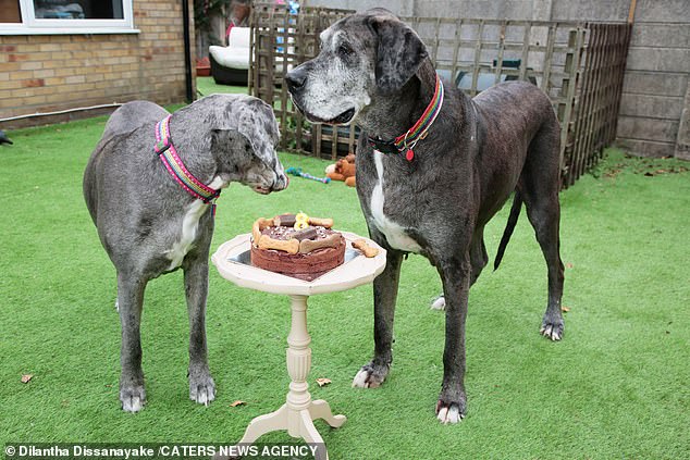 29340828-0-image-a-16_1591572331431 'It's like I'm walking a horse': Freddy, who is 15st, celebrated his birthday alongside his sister, Fleur (left), who comes from the same litter but is minutes younger than Freddy