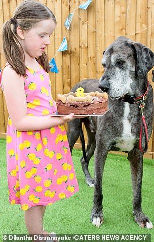 29340836-0-image-m-34_1591572537966 Erin fed Freddy a doggy-friendly cake decorated with a number eight candle and delicious treats