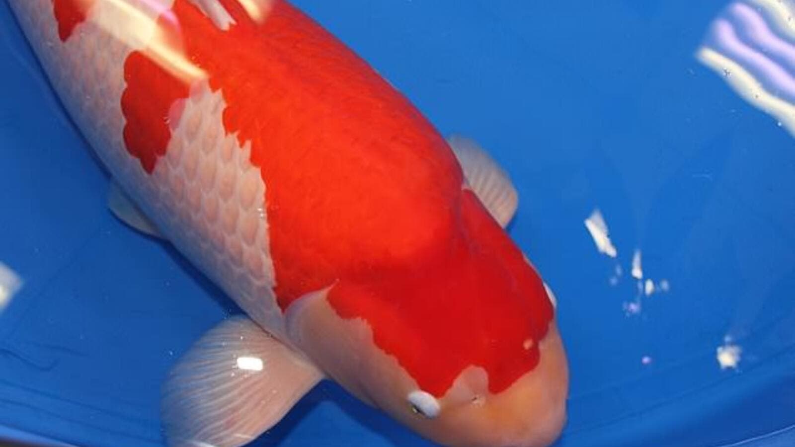 4762750-0-image-a-4_1538660678030 بيع أغلى سمكة "كوي كارب" في العالم.. والسعر خيالي! | البوابة