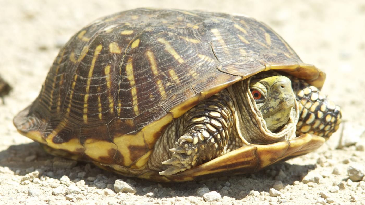 d8a7d986d988d8a7d8b9-d8a7d984d8b3d984d8a7d8add981 معلومات عن أنواع السلاحف - عالم الحيوانات