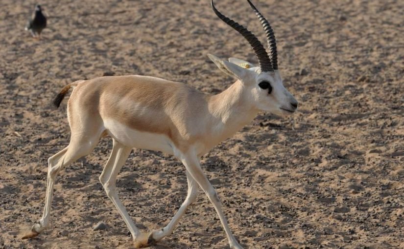 حيوان بحرف الراء فقط