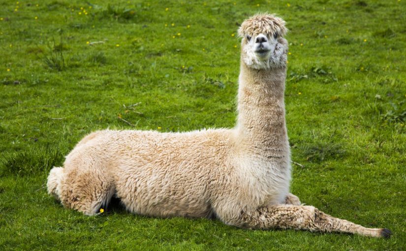 حيوان بحرف ل