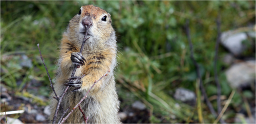 0d628c716dd824de6d16d4223d6f0759-1 الصين تحذر من انتشار طاعون دبلي
