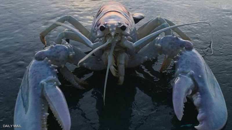 1-1178366 Ø§ÙØ³Ø±Ø·Ø§Ù Ø§ÙØ¨ØØ±Ù