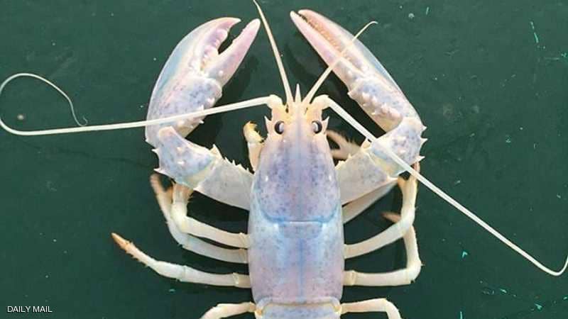 1-1178367 Ø§ÙØ³Ø±Ø·Ø§Ù "Ø§ÙØ£Ø¨Ø±Øµ"