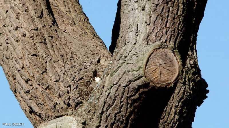 1-1228020 Ø§ÙØµÙرة أثارت ØÙرة ÙØ§Ø³Ø¹Ø©