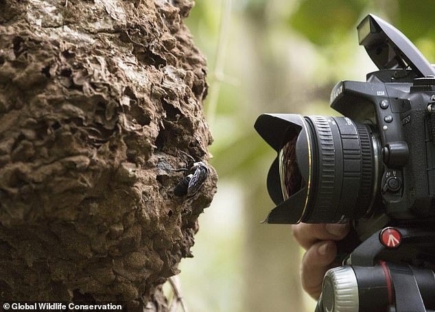 10101896-6729989-wildlife_experts_found_the_single_live_female_living_inside_a_te-a-7_1550763310480 Wildlife experts found the single live female living inside a termites' nest in a tree, more than two metres off the ground. Clay Bolt, a wildlife photographer was the first to photograph and film the insect