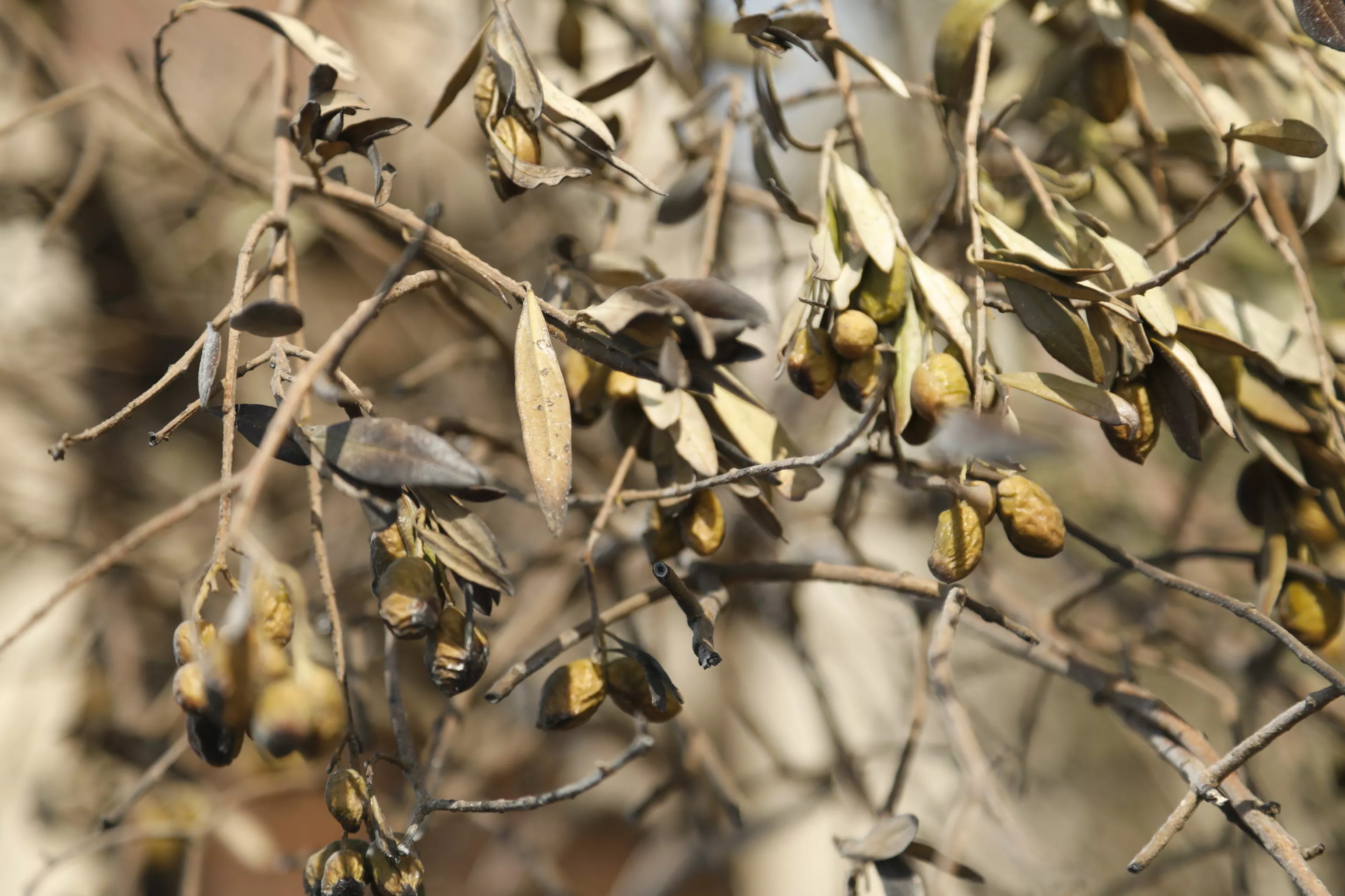 حريق غابات الساحل السوري، صلنفة 2020 حريق غابات الساحل السوري، صلنفة 2020