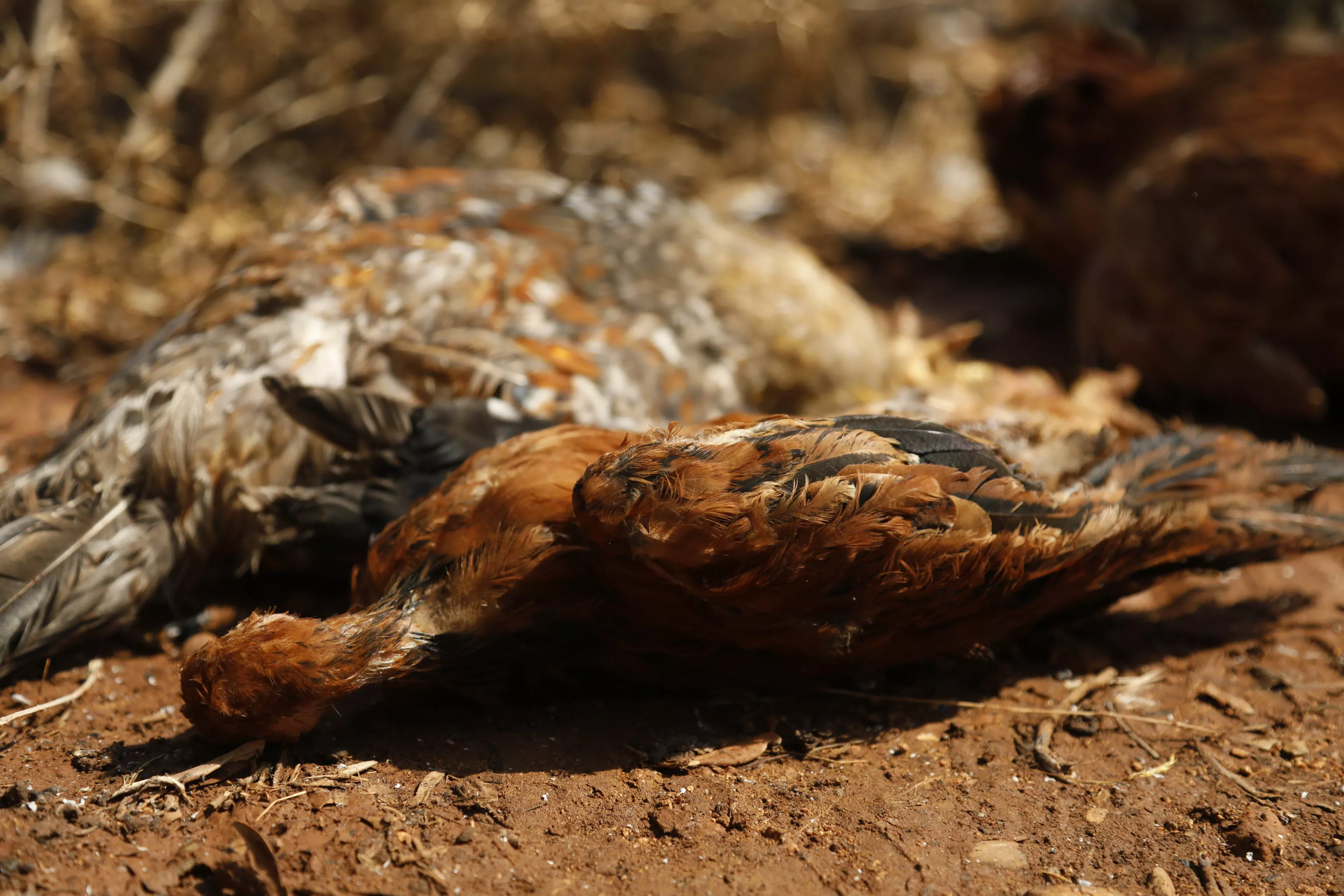 حريق غابات الساحل السوري، صلنفة 2020 حريق غابات الساحل السوري، صلنفة 2020