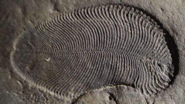 104957999_4 أقدم حيوان