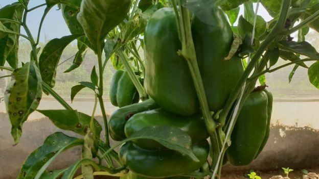 106056192_3bfb573d-d597-4792-a79a-73f0dfcc3723 مزرعة الأمير تنتج الخضروات أيضا