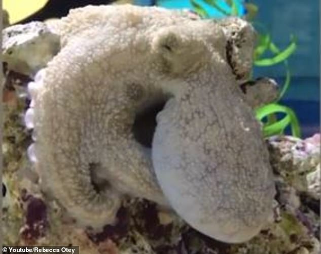 10990774-6807801-octopuses_can_actively_change_their_skin_colour_to_either_make_t-a-5_1552582639435 Octopuses can actively change their skin colour to either make themselves invisible, or stand out with a striking pattern depending on what their environment is. They have thousands of colour-changing cells called chromatophores that lie just under the surface of the skin