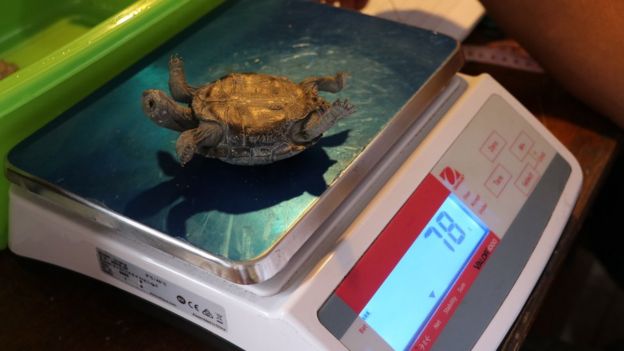 110477835_tortoise2 ي