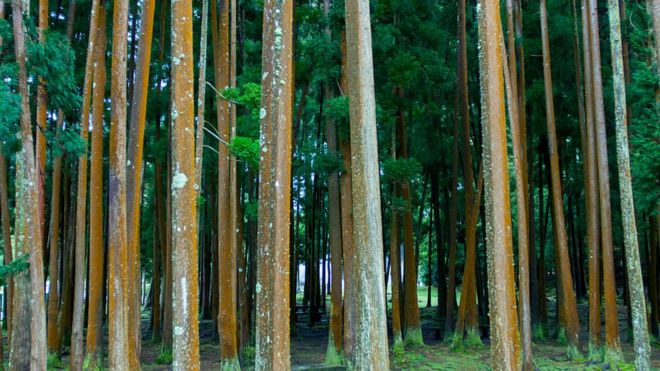 110504750_gettyimages-496693012 شجرة كريبتوميريا (الأرز الياباني)