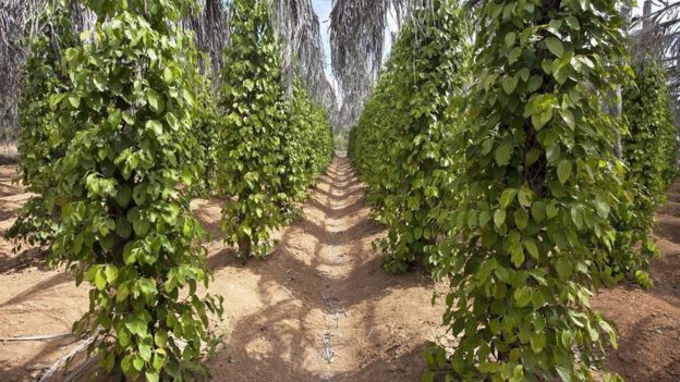 110785690_54de9d99-4e97-4dd2-a9cb-436718b456cf