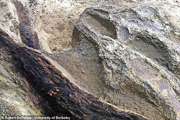 11633756-6865903-image-a-36_1553894101984 The team has identified fish, burned tree trunks, conifer branches, dead mammals, mosasaur bones, insects, a Triceratops, marine microorganisms called dinoflagellates, and ammonites in the Cretaceous graveyard. Fish carcasses and two logs tossed together are shown above