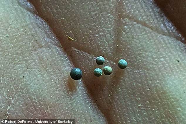 11633758-6865903-image-a-37_1553894103126 Stranded on the sand bar, fish were pelted by high-speed glass beads called tektites (pictured) that rained down from the sky as a product of rock melted during the impact