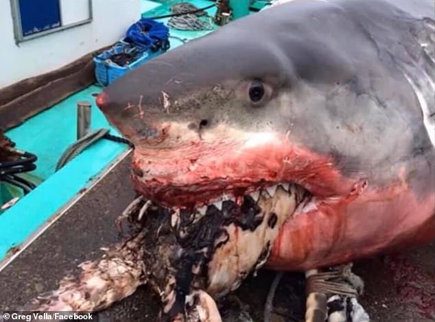12606690-6950051-image-m-2_1556015095053 The grisly images show the 4,500-pound creature splattered in blood while the front of its prey remains locked between its terrifying jaws