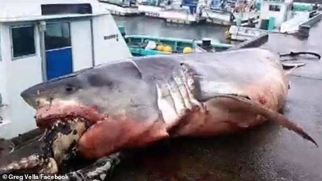 12606692-6950051-image-m-4_1556015159351 Fisherman Greg Vella posted the pictures online on Friday and explained that the lifeless shark was discovered caught up in netting