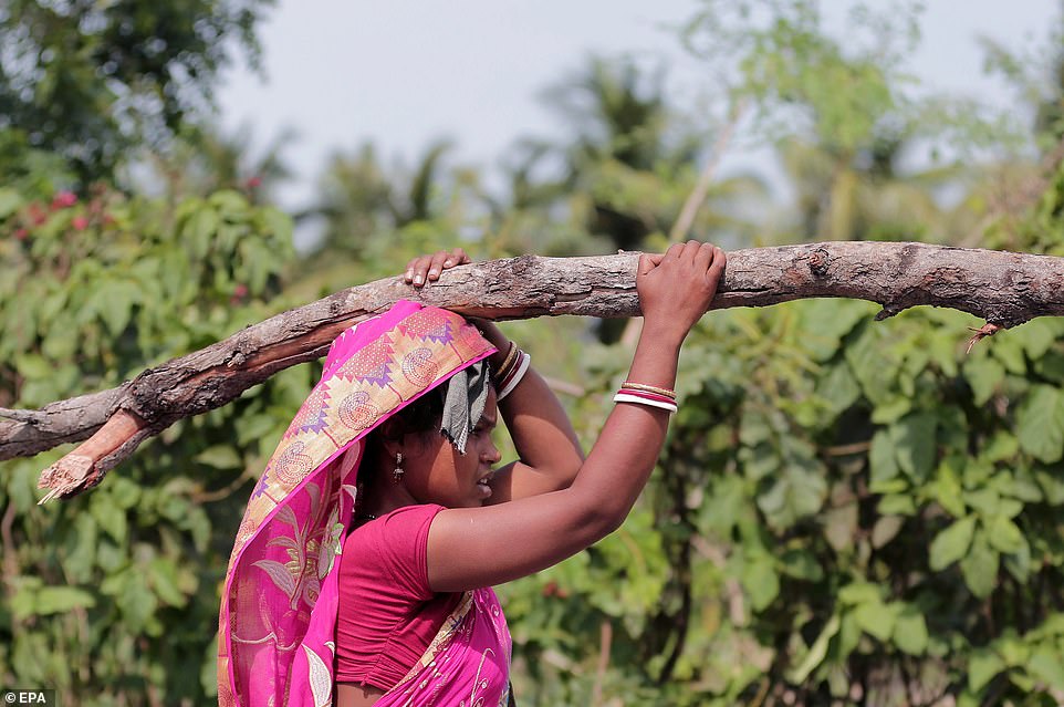 13077790-6991719-image-a-24_1556954585068 An Indian woman collects broken tree branches after Cyclone Fani hit the town of Digha in West Midnapore district, West Bengal, India, May 4
